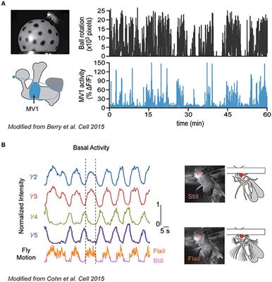 Behavioral Modulation by Spontaneous Activity of Dopamine Neurons